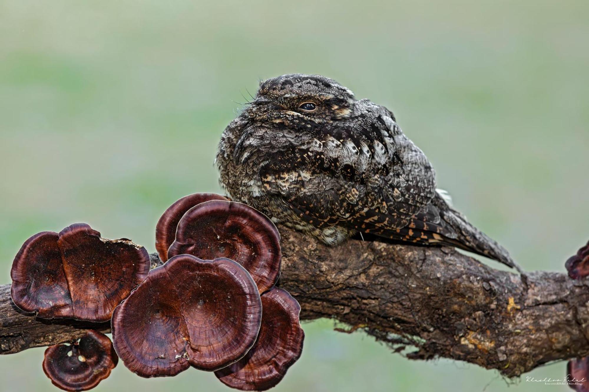 Incredible Birding Camp Apartman Bhīm Tāl Kültér fotó