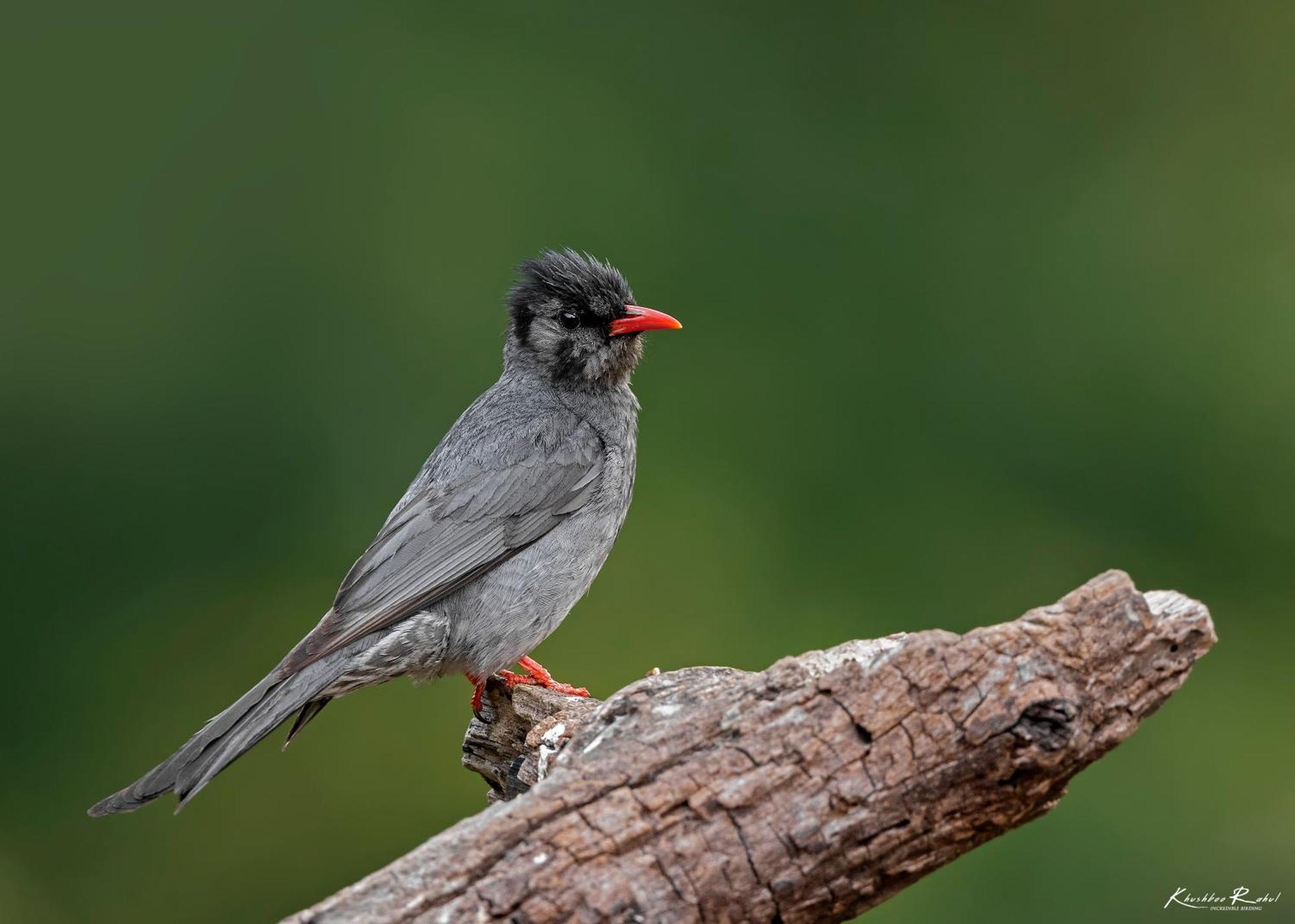 Incredible Birding Camp Apartman Bhīm Tāl Kültér fotó