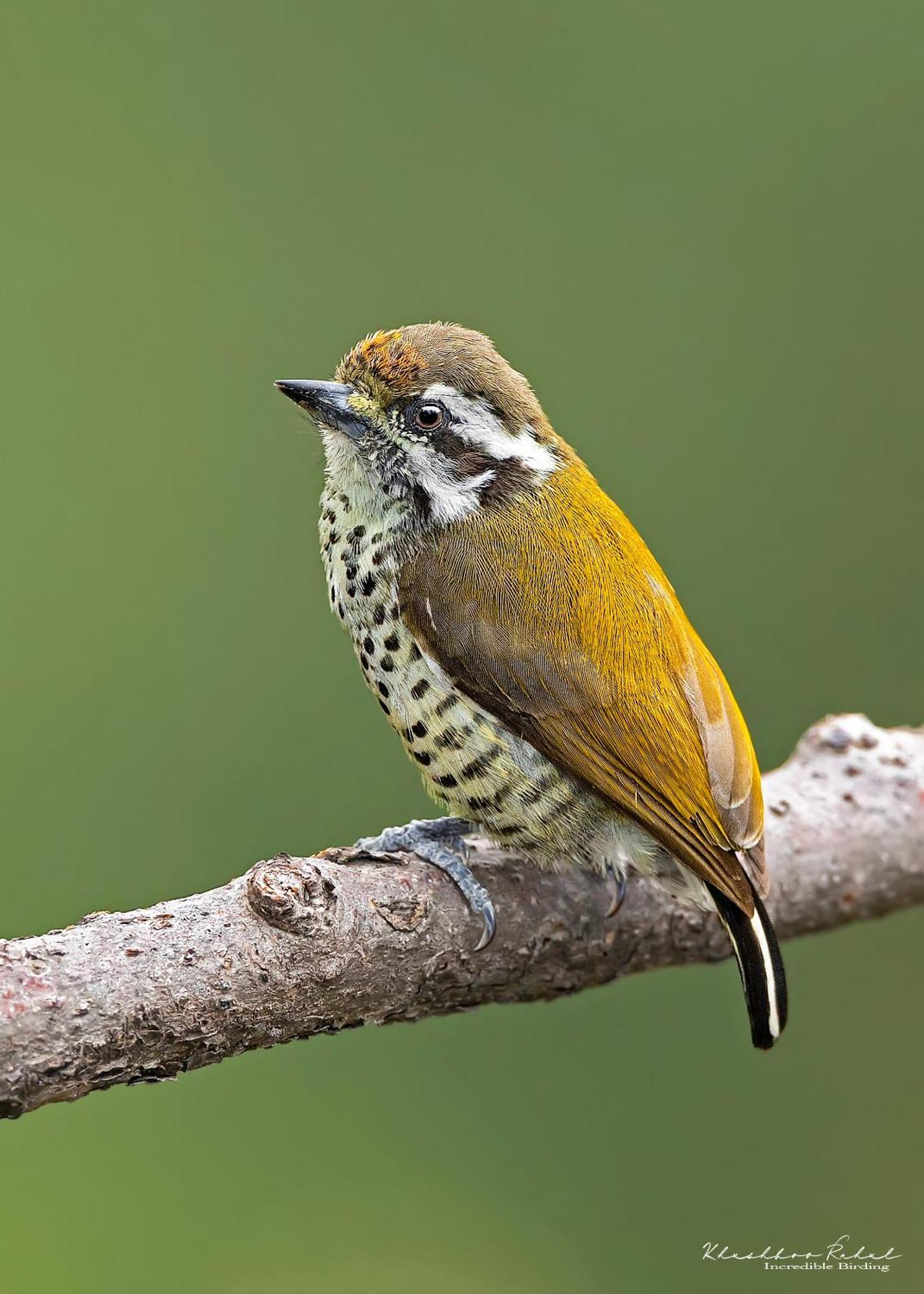 Incredible Birding Camp Apartman Bhīm Tāl Kültér fotó