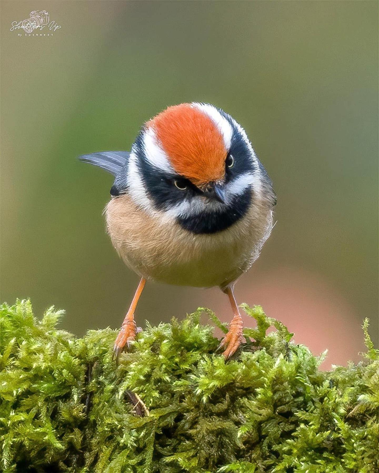 Incredible Birding Camp Apartman Bhīm Tāl Kültér fotó