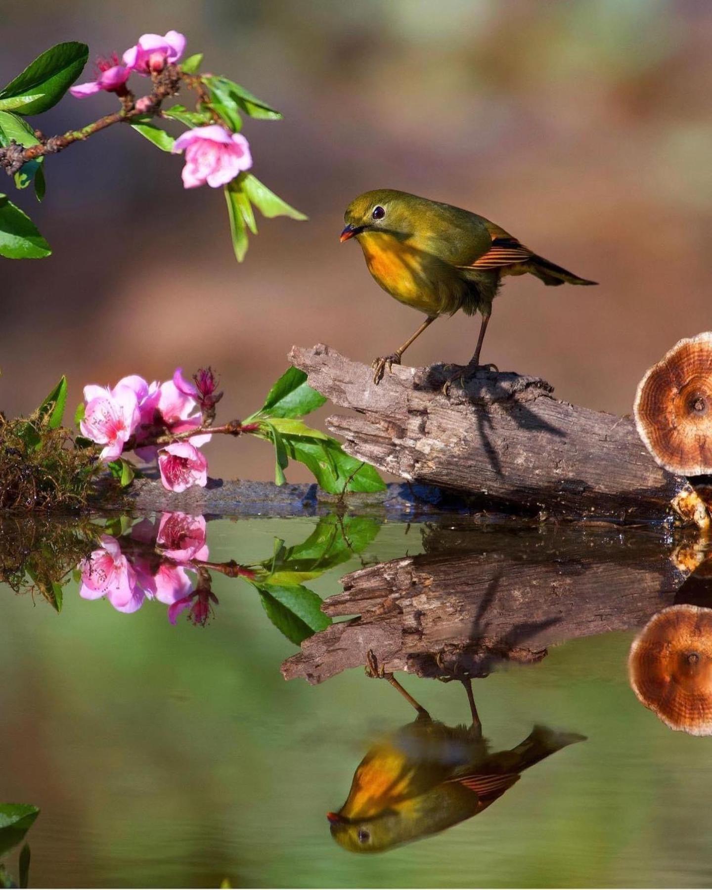 Incredible Birding Camp Apartman Bhīm Tāl Kültér fotó