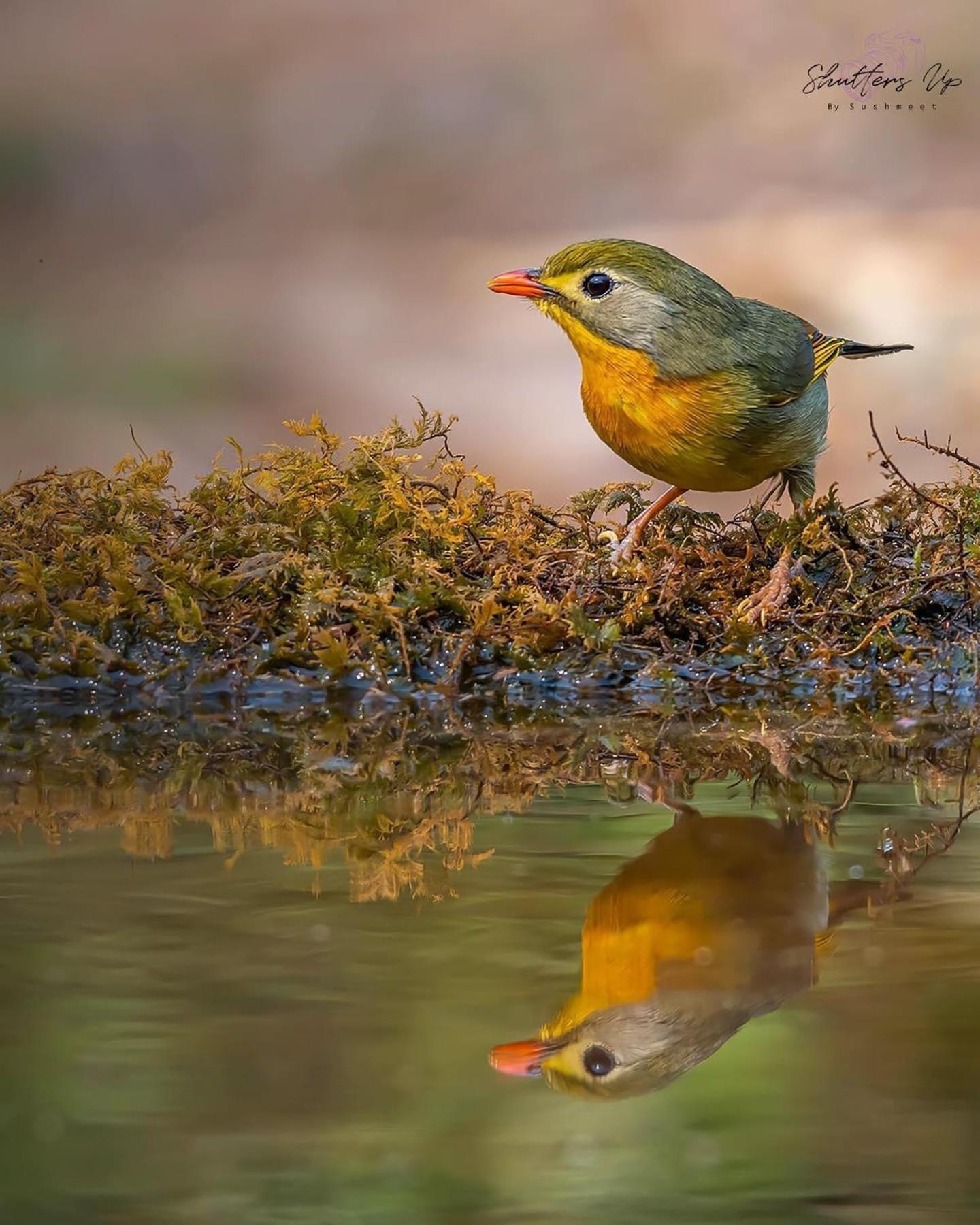 Incredible Birding Camp Apartman Bhīm Tāl Kültér fotó