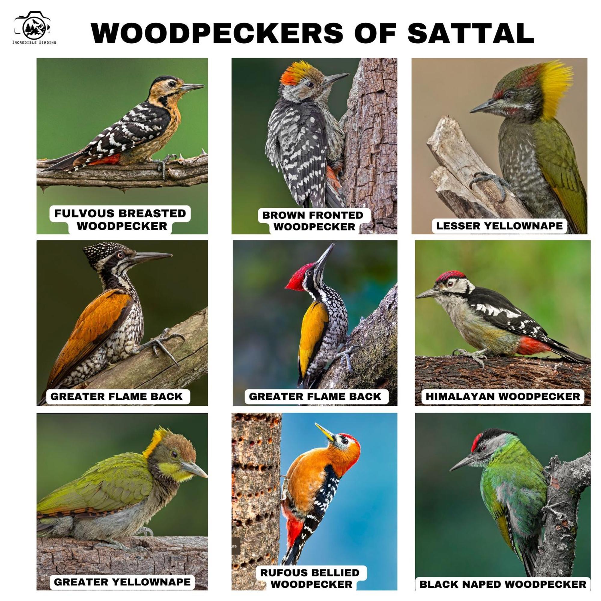 Incredible Birding Camp Apartman Bhīm Tāl Kültér fotó