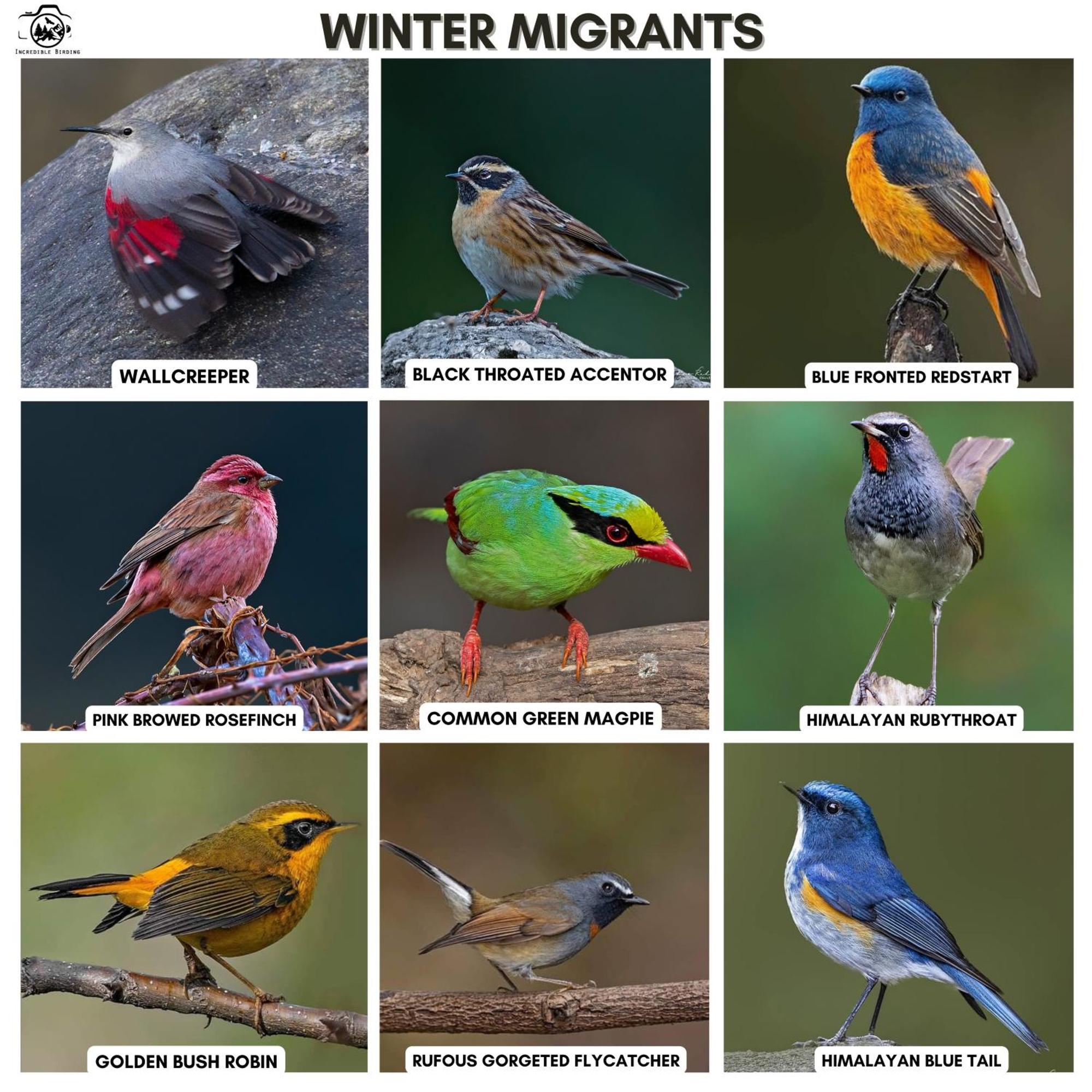 Incredible Birding Camp Apartman Bhīm Tāl Kültér fotó